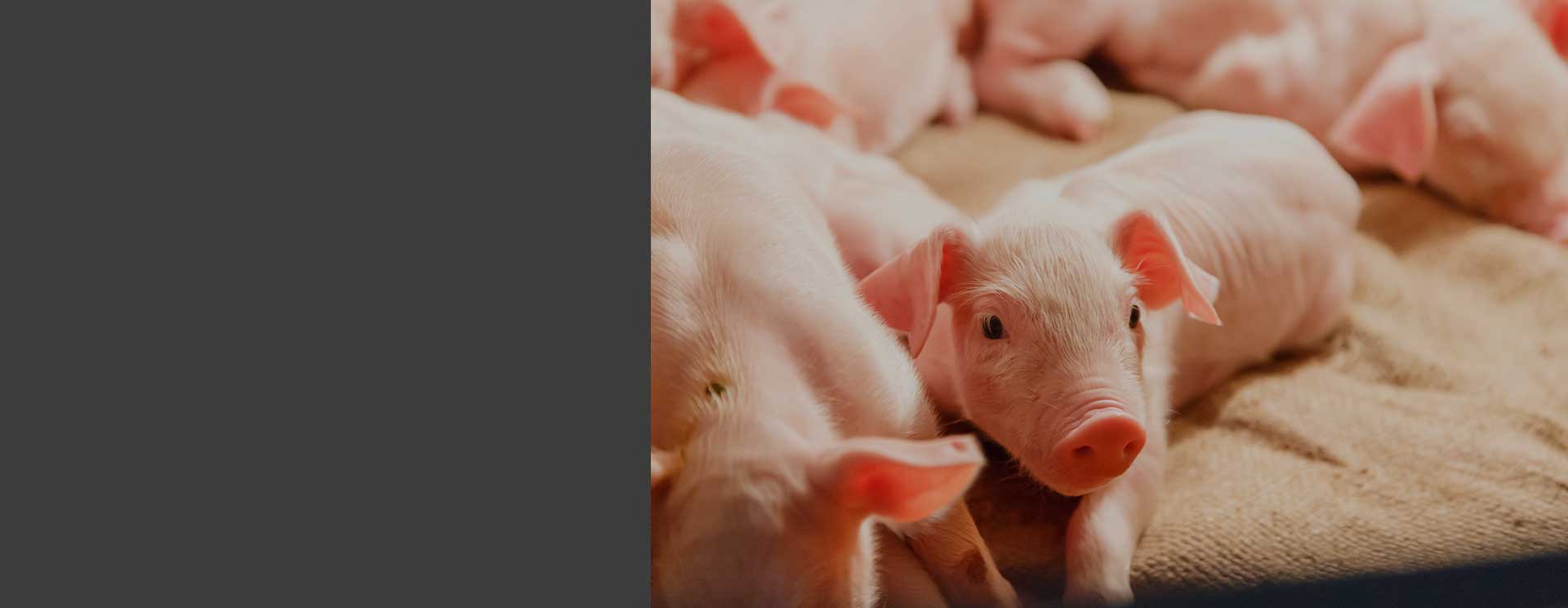 Przewóz żywych zwierząt