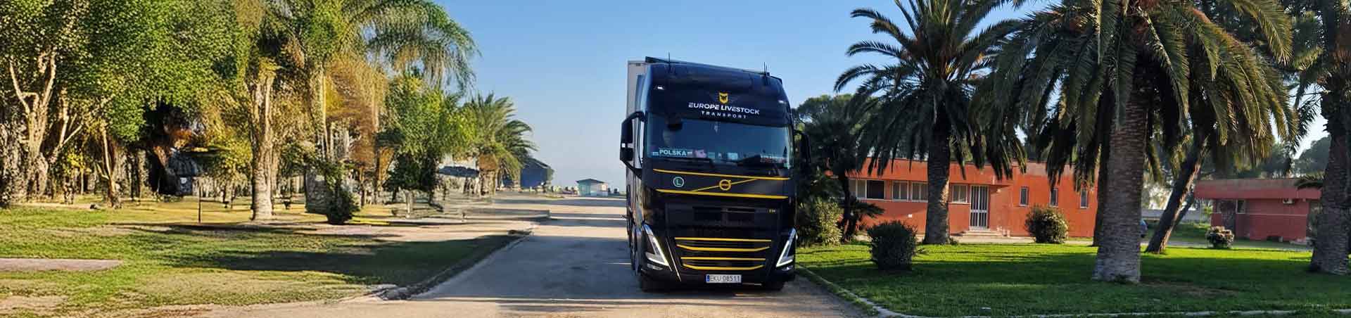 Międzynarodowy transport zwierząt